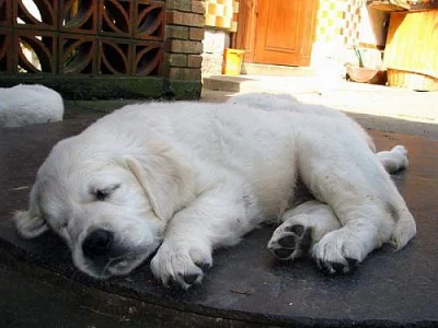 ZLATÝ RETRIEVER ŠTĚŇATA S PP