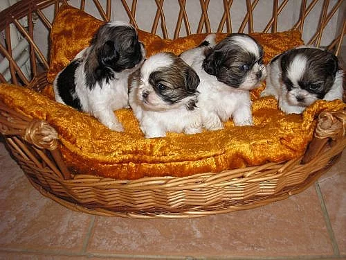 shih-tzu prodám