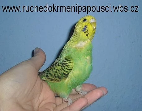 Dokrmení papoušci