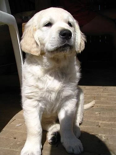 ZLATÝ RETRIEVER ŠTĚŇATA S PP