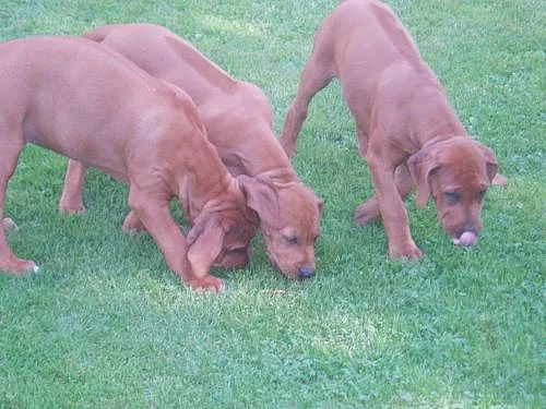 Rhodesian Ridgeback
