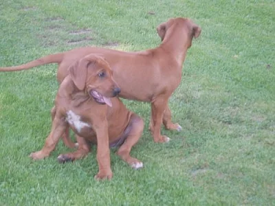 Rhodesian Ridgeback