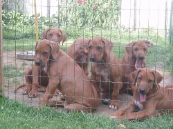 Rhodesian Ridgeback