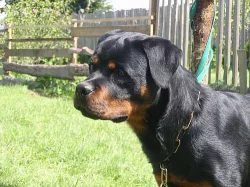 Rottweiler s PP