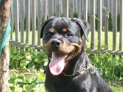 Rottweiler s PP