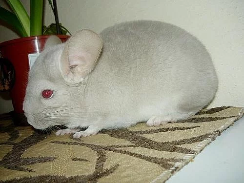 Barevné činčilky