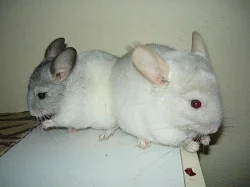Barevné činčilky