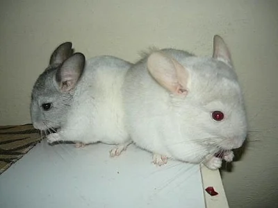 Barevné činčilky