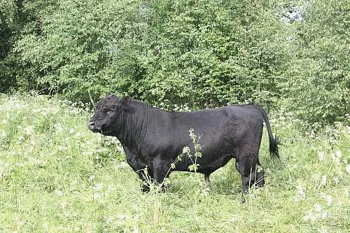 Prodám plemenné býky galloway