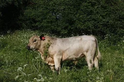 Prodám plemenné býky galloway