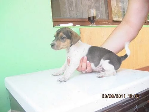 jack russel terier