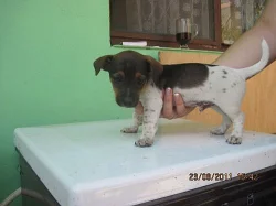 jack russel terier