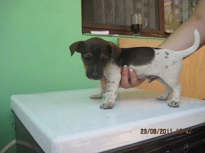 jack russel terier
