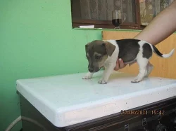 jack russel terier