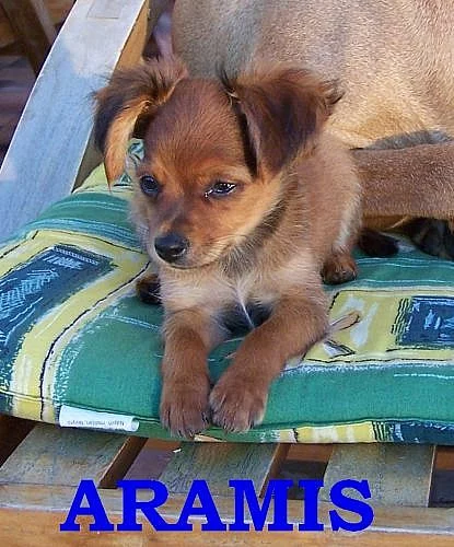 ATHOS A ARAMIS, DVA MUŠKETÝŘI k odběru
