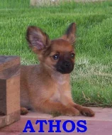 ATHOS A ARAMIS, DVA MUŠKETÝŘI k odběru