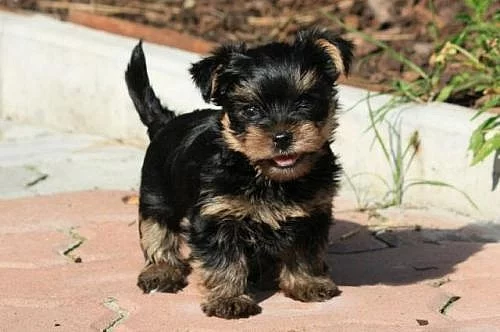 Jorkšírský Teriér