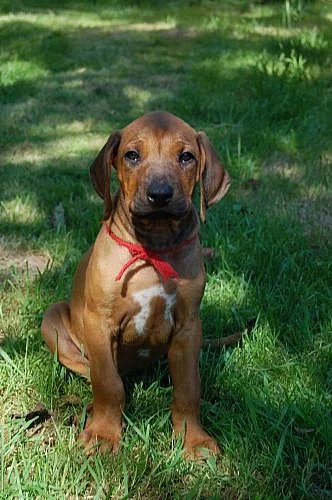 Štěně rhodéského ridgebacka bez PP