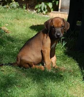 Štěně rhodéského ridgebacka bez PP