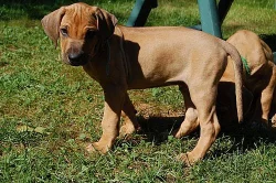 Štěně rhodéského ridgebacka bez PP