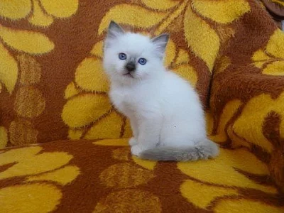 Posvátna birma s PP