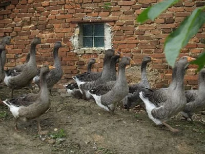 Prodám husy Landeské