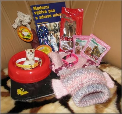 Jorkšírský teriér s PP