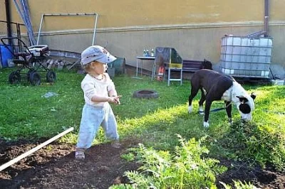 Daruji pitbull teriera