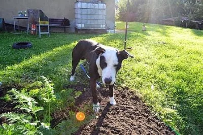 Daruji pitbull teriera