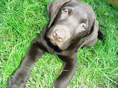 Čokoládový lablabrador IHNED K ODBĚRU