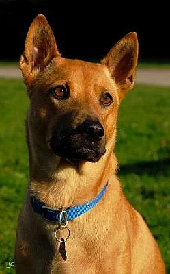 Thajský ridgeback