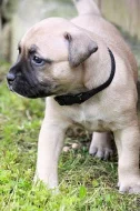Staffordshire Bullterrier