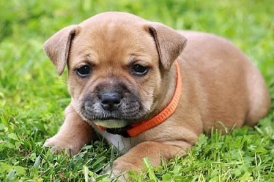 Staffordshire Bullterrier