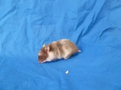 Křeček syrský - čokoládoví, rezaví
