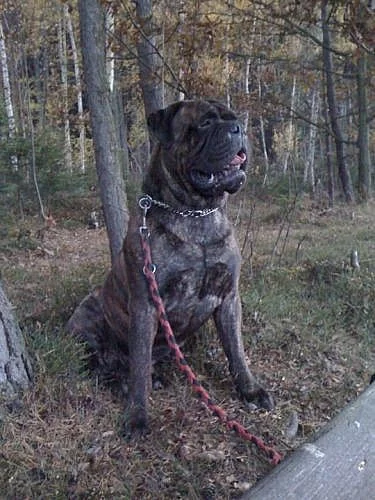 Bullmastiff, Bullmastif, Bulmastif nabídka krytí