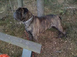 Bullmastiff, Bullmastif, Bulmastif nabídka krytí