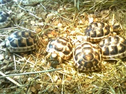 Prodám suchozemské želvy rodu testudo marginata