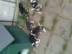 Krásní pejsci Bíglíci