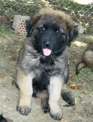 Estrelský pastevecký pes - Portugalský Leonberger