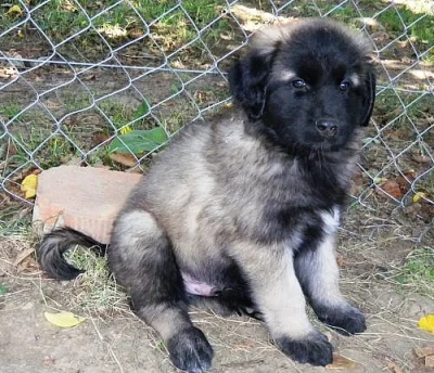Estrelský pastevecký pes - Portugalský Leonberger
