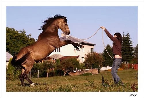 V harmonii s koněm - kurzy, semináře, vystoupení..