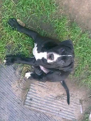 Americký pitbullteriér štěňata s PP kluci