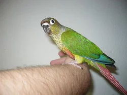 pyrura žluoprsý- ručně dokrmený