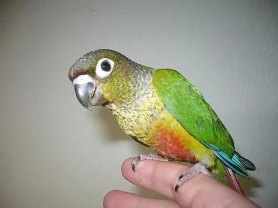 pyrura žluoprsý- ručně dokrmený