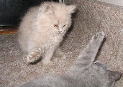 Britská vymazlená koťátka ihned k odběru!