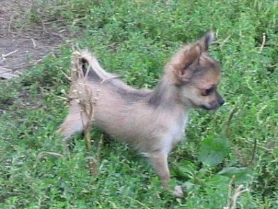 Čivava mini pejska s P.P. ihned k odběru