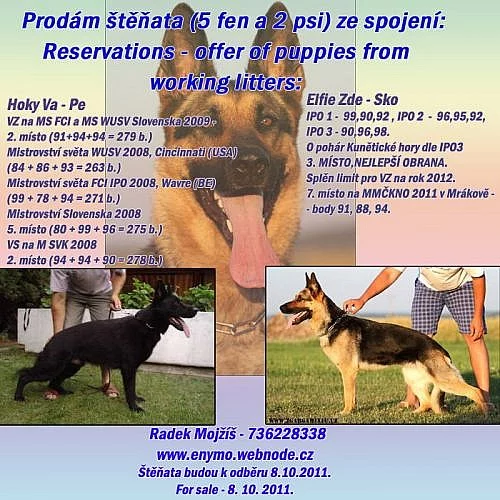 Špičková štěňata pracovní linie,zahraniční krytí