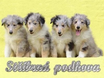 Kolie dlouhosrstá