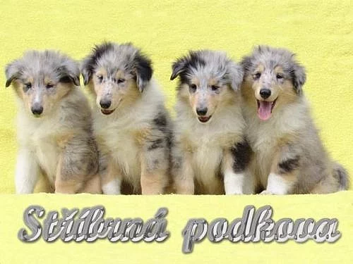 Kolie dlouhosrstá