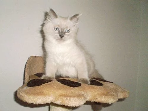 Ragdoll bez PP již k odběru